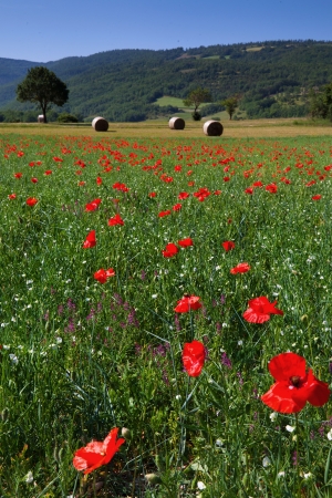 Fantastic view of Castelluccio di Norciaの写真素材