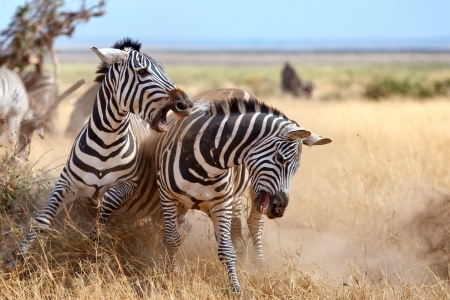 Zebras in the Masai Mara during the Great Migrationの写真素材