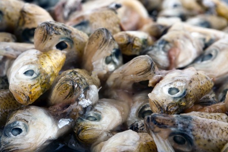 cut fish headsの写真素材