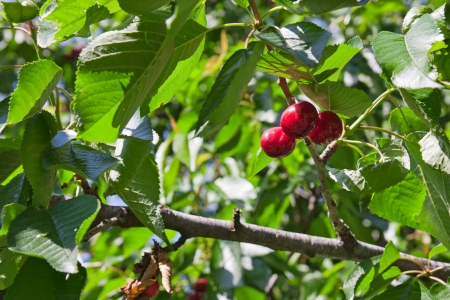 A three red small cherries on green treeの写真素材