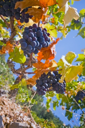 grape bunchの写真素材