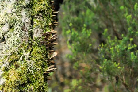 Mushrooms grow on a tree in the forest.