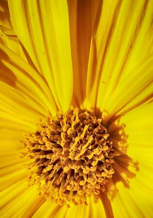 Macro of the yellow center of a daisy of a beautiful yellow color.の写真素材