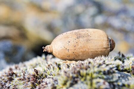 An acorn rests on the ground of the Extremadura pasture