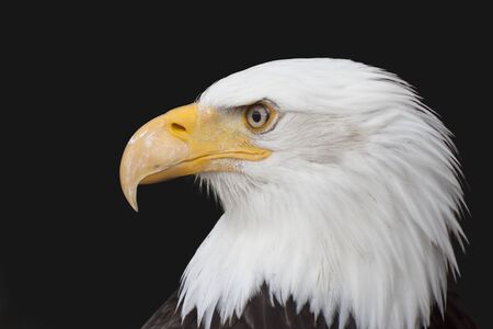 Bald Eagle - Haliaeetus leucocephalus in front of a black backgroundの写真素材