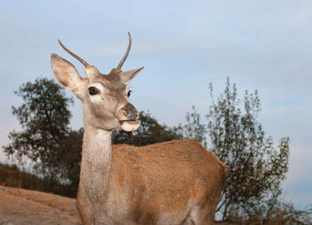 A young deer in the Monfrague National Park approaches looking for foodの写真素材