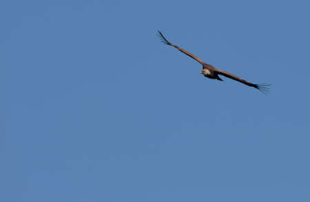Griffon Vulture on flight in Monfrague National Park, Extremadura.