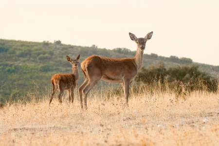 A young deer with its mother in the Monfrague National Park approaches looking for foodの写真素材