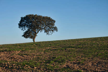 An oak stands proud and lonely in the middle of a farm field.の写真素材