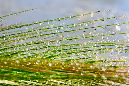Lots of small, transparent water droplets from morning dew on a green plant. Outdoors.