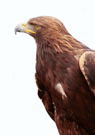 portrait of a golden eagle on white background
