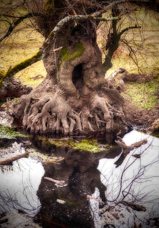 The roots of a tree rise above the ground next to a river.の写真素材