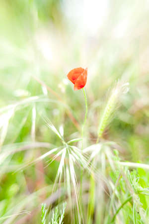 a subtle beautiful lonely red poppy among tall grasses during springの写真素材
