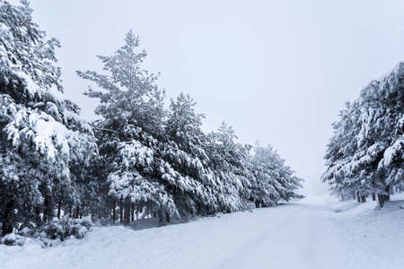 Snow forestA pine forest covered by snow during the cold winter.の写真素材