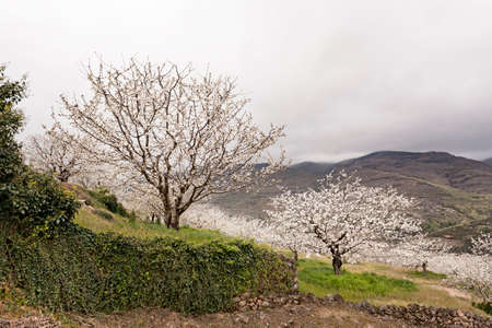 Flowering cherry in Valley of Jerte, Caceres, Spain.