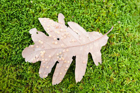 A branch of a tree on white background