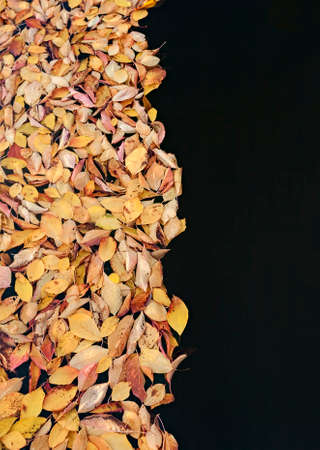 Leaves floating in a pond dividing the image into two independent parts.