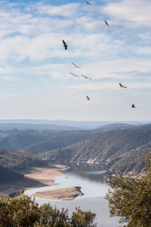 A lot of vultures flying over the National Park of Monfrague, Caceres, Spainの写真素材