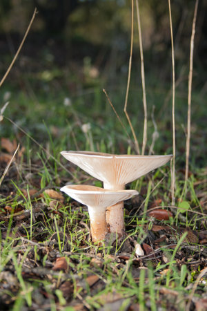 A group of mushrooms grow on the Mediterranean forest floor during the summer, in the Valle del...