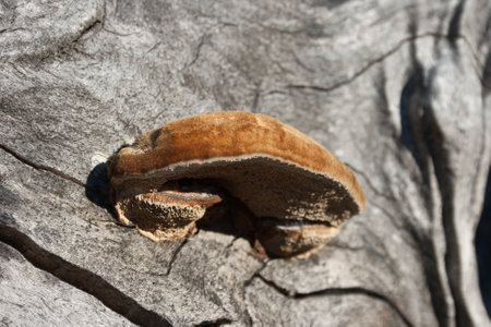 A mushroom grow on the trunk of an oak in the Valle del Jerte in Extremadura. Outdoors.