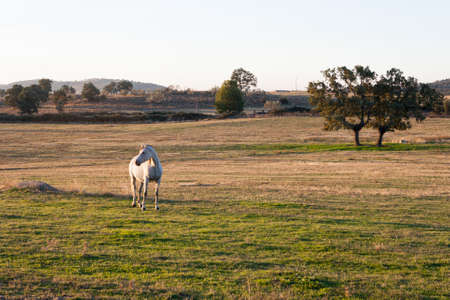Lonely white horse walks a bit bored in a geen meadow full with daisies on a sunny day in spring. Estremaduraの写真素材