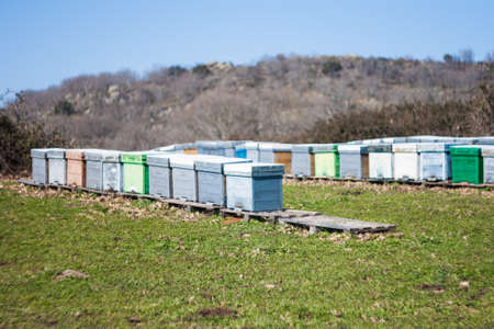 A row of bee hives in a field of flowers with an orchard behind