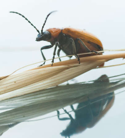 an insect on a yellow flowerの写真素材