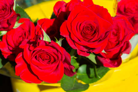 Closeup image of beautiful passion red roses. Top view