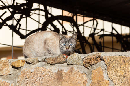 Handsome stray cat walks through a park looking at the camera. Looking straight ahead with his...