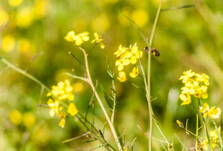 A bee with pollen-filled legs flies over a yellow flower to feed and pollinate