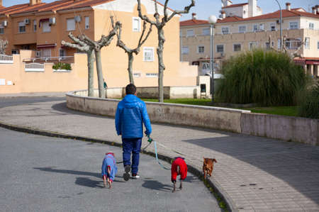 Plasencia, Caceres, Spain - February 27, 2021: A man walks three medium-sized dogs around the city, two of them carry pet clothes for the coldのeditorial素材