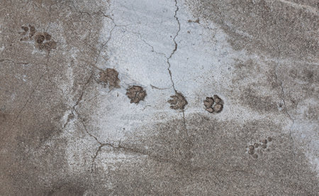Dog walked on wet cement floor when cement floor dry, dogs foot print appear in the floor.の写真素材