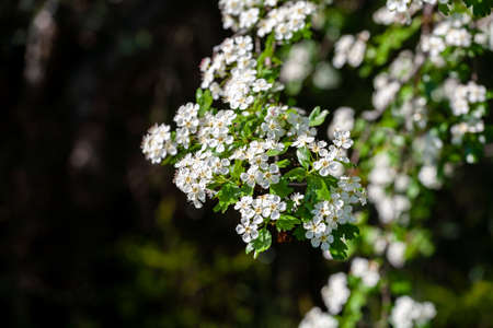 Crataegus monogyna, known as common hawthorn, oneseed hawthorn, or single-seeded hawthornの写真素材
