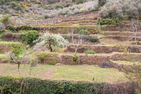 Orchards in benches with a cherry blossom in Las Hurdes, Extremaduraの写真素材