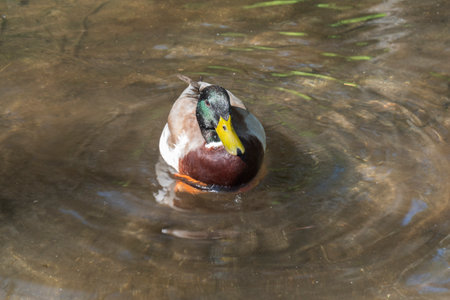 Male mallard duck swimming in a clear water pond while looking for foodの写真素材