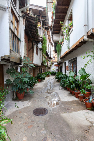 Villanueva de la Vera, Spain - March 08, 2021: A typical potted street with coves (zantedeschia aethiopica) commonly known as gannet, calla, Ethiopian creek, Ethiopian hoop, water lily, and traditional architectureのeditorial素材