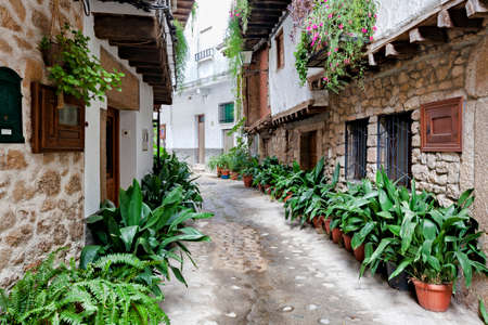 Villanueva de la Vera, Spain - March 08, 2021: A typical potted street full of flowers of the kind of coves (zantedeschia aethiopica) commonly known as gannet, calla, Ethiopian hoop, water lily, and traditional architectureのeditorial素材