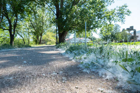 White fluff lies on the edge of the road on the green grass.