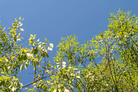 Green branches of a tree on a background of the blue sky