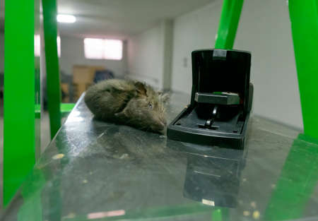 Stray rat captured in a convenient and effective non-toxic and reusable spring loaded mechanical trap or trap with vegetable baitの写真素材
