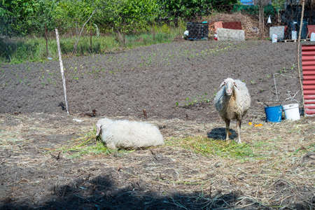 Two white sheep in a pen next to an orchard looking at the camera