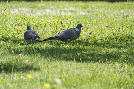A wood pigeon searching for food on the ground in a park, pigeon (columba palumbus)の写真素材