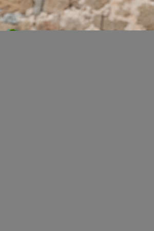 A very beautiful red rose stands out against the green leaves that surround it in a natural settingの写真素材