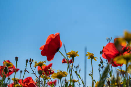 A meadow full of pretty red poppies and lovely yellow daisies during spring with a background of white clouds against the blue skyの写真素材