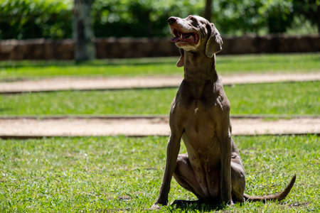 The dog Weimaraner runs happy in the parkの写真素材