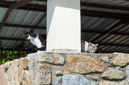 Two handsome stray cats walking through a park looking at the camera.