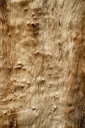 Seamless tree bark background. Brown tileable textureの写真素材