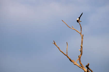 A black-billed magpie perched take care of its plumage in the branches of a dry treeの写真素材