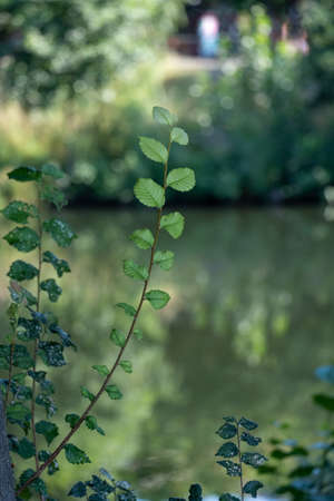 A tree branch with leaf on natural backgroundの写真素材