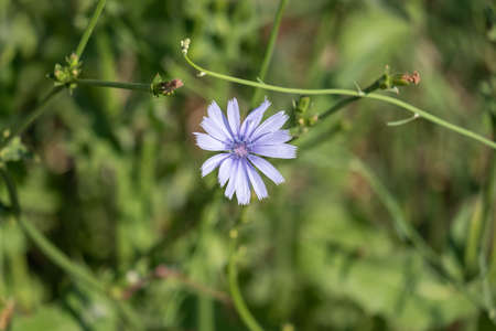 Common chicory flowers on a meadow